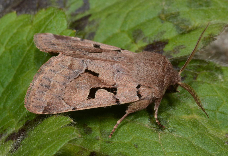 17 Quiz - Orthosia (Semiophora) gothica